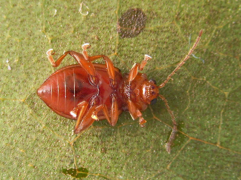 Chrysomelidae alticino: Neocrepidodera impressa (cfr.)